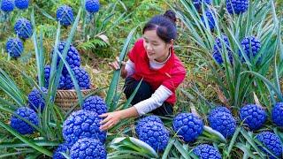 Harvest BLUE WILD PINEAPPLE Fruit, Goes To Market Sell | Tieu Tam Daily Life