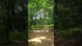 더워도 운동합시다!! #추천 #korea #산행 #점심산책 #한국 #더위 #산책 #여름 #travel