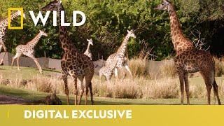 Kenya The Giraffe Gets A Pedicure | Magic Of Disney’s Animal Kingdom | National Geographic WILD UK