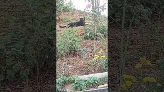 Black cat running #cat#catshorts#petlover#animals#animallover #chotunk#cats#catking#shorts#ytshorts