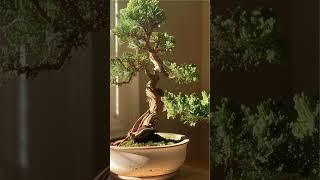 Juniper bonsai thrive outdoors.. #juniperbonsai #bonsaicare #bonsai  #bonsaitips #bonsaiart