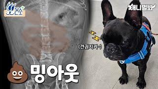 똥밍아웃하고 순산한 귀여운 프렌치불독에 관한SSULㅣConstipation Resolvrd, French Bulldog Poops Well Now