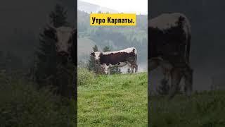 Утро в Карпатах. #карпаты