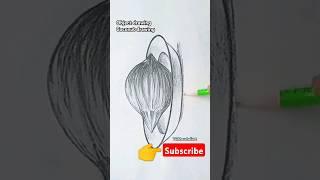 #Objectdrawing, #Stilllife, #Elementery&Intermediateexam, #pencildrawing , #Shortsfeed, #Shortvideo.