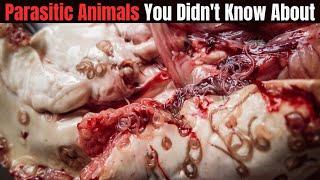 Parasitic Animals You Didn't Know About: The Dark Side of Nature