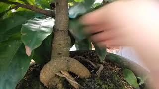Het hang Mai giao thu duc  /2 mua ruoi choi hoa tet gia re 200k/ mai vang dang phuong