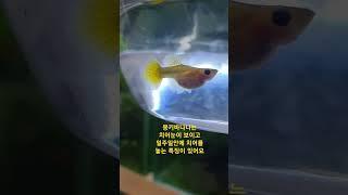 요즘 대세 몽키바나나 암컷의 특징