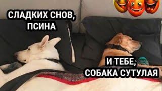 Богатый папа, бедный мама. Уютный подкаст "У камина"