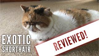 Exotic Shorthair Cat Review after 5 years