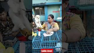 Kolkata Gallife Street Pat Market / Kolkata lowest Price  Puppy Dog / Gallif Street dogs Market