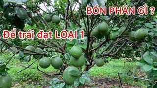 Bón phân gì để trái bưởi da xanh đạt loại 1 | Nông Nghiệp Xanh