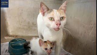 Feline defenders of Mombasa