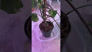 What to do with Monstera Aerial Roots