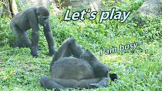 Gorilla Jabali waited Ringo to play when Ringo drank milk. / 當Ringo喝奶時, Jabali在旁邊等要跟弟弟玩