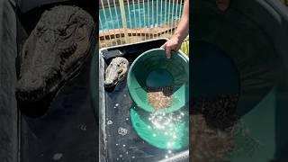 Drying and weighing GOLD #mining #goldpanning #diy