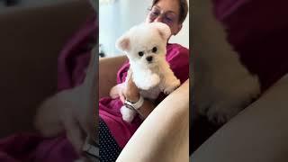 Очень милые кадры с груминга