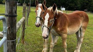 DRAFT HORSES // 2 new Belgian colts arrive at farm