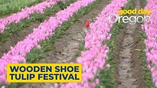 40th annual Wooden Shoe Tulip Festival begins this weekend