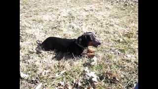 Charlee "The Miniature Dachshund" Few more tricks