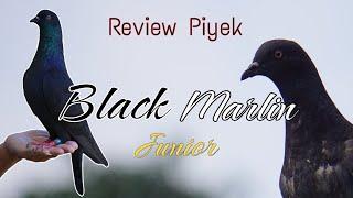 Review Piyek Mandiri Anak "BLACK MARLIN" #merpatitinggian #merpatitomprang