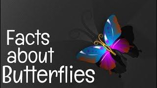 Butterfly Facts for Children | Lesson Video