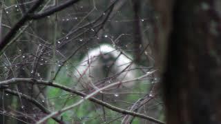 The White Beast  Yeti, Albino Bigfoot, or What?