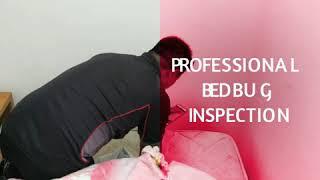 Bedbugs Singapore | Cheap & Affordable