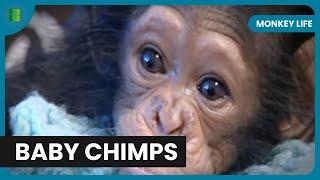 Taking Care of Chimps - Monkey Life - S01 EP02 - Documentary