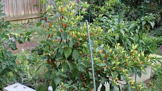 How To Grow Tabasco Peppers For BIG Yields