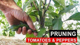 Pruning Peppers and Tomatoes