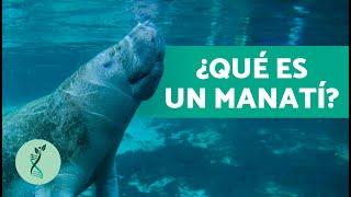 ¿De qué se ALIMENTA un MANATÍ?  (Distribución, características y amenazas)