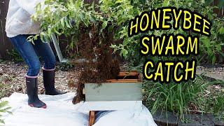 Honeybee Swarm Catch