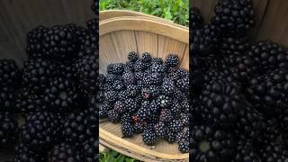 Summer harvest #garden #blackberry #harvest #backyardgarden