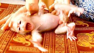 Newborn Monkey Dody Cry Seizure Angry Mom Cuz He Don't Wait To Wear Diaper