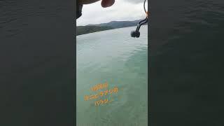 1月末のオニヒラアジのバラシ...