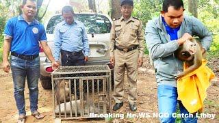 Br.ea.king NE.WS! Today NGO catch monkey Libby and Baby Rainbow and bring to NGO's Ep828