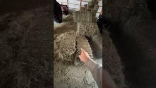 What’s wrong with my hay!?!?