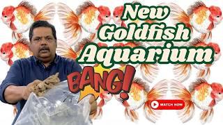 Why Your Goldfish Need a THRIVING Aquarium Setup! Mayur Dev's Guide