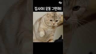 집사 운동 방해하는 분노의 냥펀치!