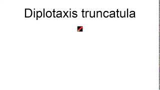 Diplotaxis Truncatula