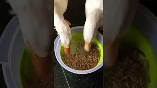 Pekin Ducks Tassimmo & Kakada - Worms Eating Contest#pekinducks #behaviour#tassimmo#kakada