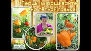 Перцы. Выращивание в грунте - УХАЖИВАЕМ, КАК ЗА РОДНЫМИ!