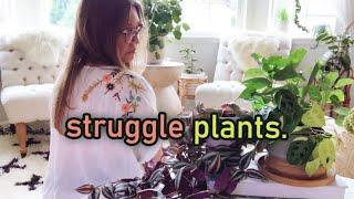 Houseplant Struggles | Losing Interest in some Plants