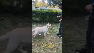 Be That Person  | Cute Dog Status | Dog Training | Little Paws Training Academy  #shorts #cutedog