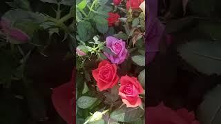 26.05.2024. Иркутск.