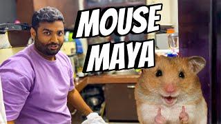 Piku Paaji vs Mr. Mouse !!