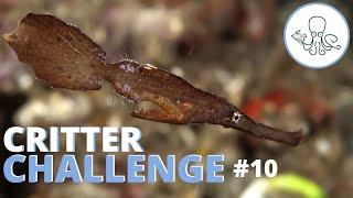 Lebo's Robust Ghost - Critter Challenge #10