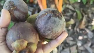 fruits of the season #mangosteen