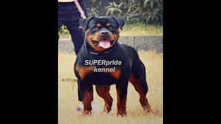 King Size Rottweiler Male Super Pride kennel