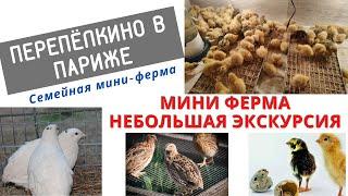 МИНИ ФЕРМА ПЕРЕПЕЛКИНО В ПАРИЖЕ